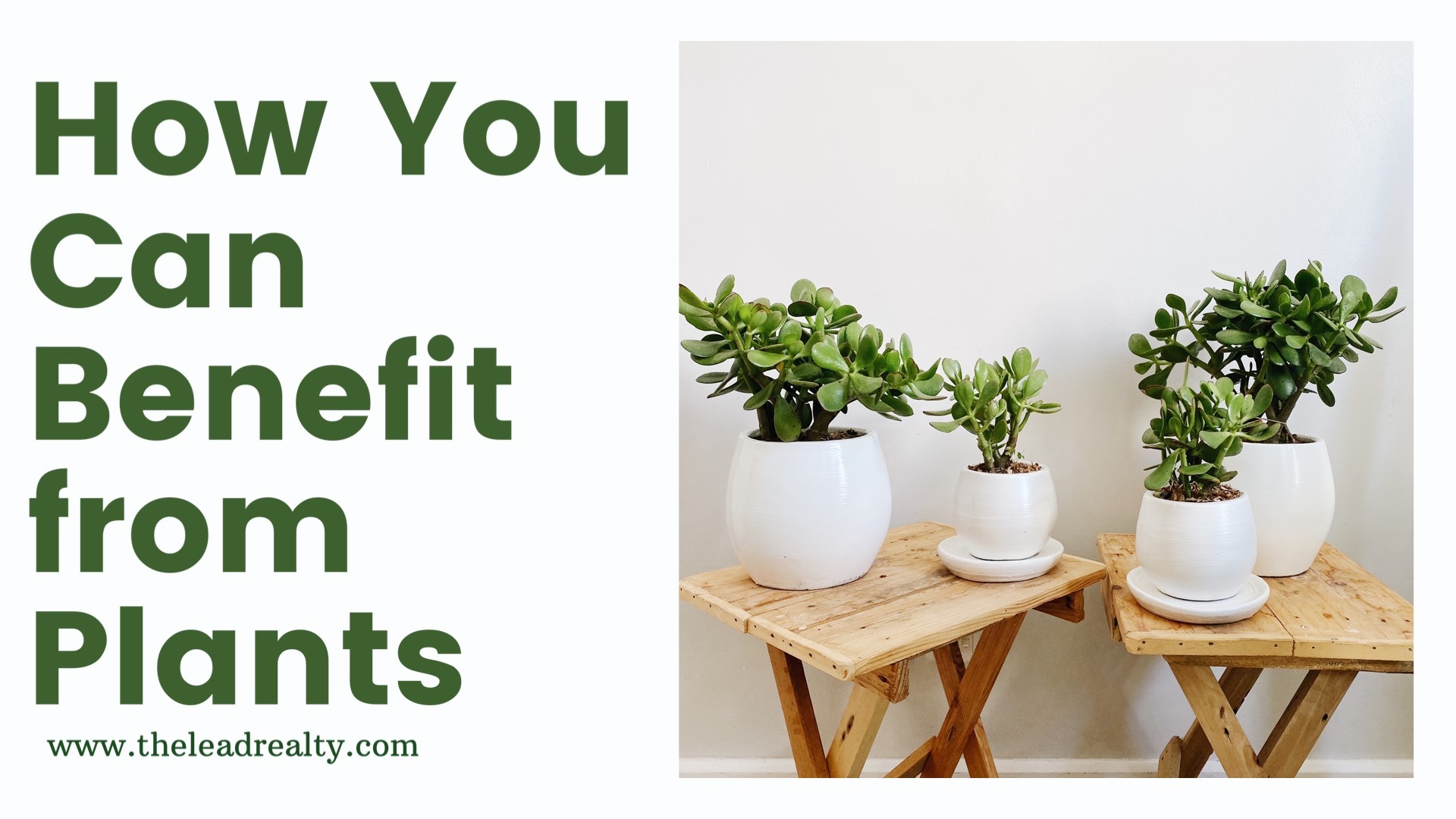 How You Can Benefit From Plants (1)